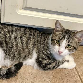 Rescue Domestic Medium Hair Cats for Adoption in Landenberg, Pennsylvania - Journi | PetCurious