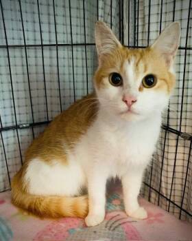 Destiny -  Domestic Medium Hair Cat for Adoption in Duxbury, Massachusetts - Destiny | PetCurious