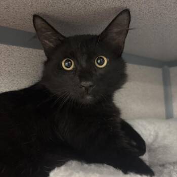 Blizzard -  Domestic Medium Hair Cat for Adoption in Goleta, California - Blizzard | PetCurious