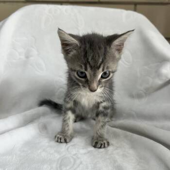 Matteo -  Domestic Short Hair Cat Available for Adoption in West Point, Mississippi - Matteo | PetCurious