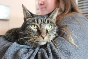 Domestic Short Hair Cats Available for Adoption - Meatball Sub | PetCurious