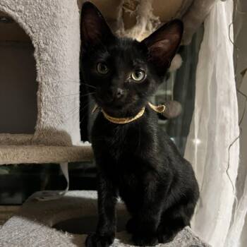 Jobee -  Domestic Short Hair Cat for Adoption in Rochester, Minnesota - Jobee | PetCurious