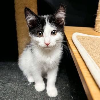 Shenandoah -  Domestic Short Hair Cat for Adoption in Grand Rapids, Michigan - Shenandoah | PetCurious