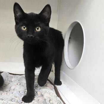 Houdini -  Domestic Short Hair Cat for Adoption in Champaign, Illinois - Houdini | PetCurious