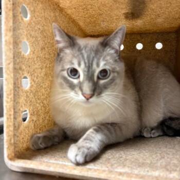 Stanley -  Domestic Short Hair Cat for Adoption in Reno, Nevada - Stanley | PetCurious