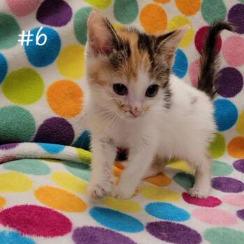 Emoji -  Domestic Short Hair Cat for Adoption in Parkersburg, West Virginia - Emoji | PetCurious