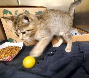 HUG BUG -  Domestic Short Hair Cat for Adoption in St. Louis, Missouri - HUG BUG | PetCurious