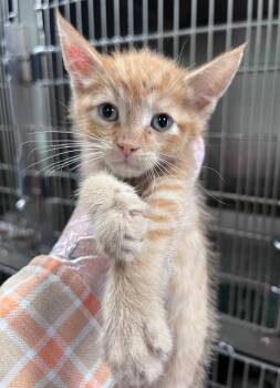 Raffle -  Domestic Short Hair Cat for Adoption in Cincinnati, Ohio - Raffle | PetCurious