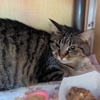 Gretta -  Domestic Short Hair Cat for Adoption in Chesapeake, Virginia - Gretta | PetCurious