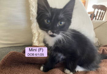 Rescue Domestic Short Hair Cats for Adoption in Vacaville, California - Mini | PetCurious