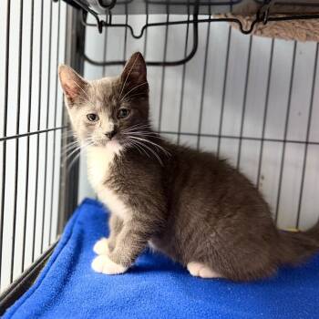 Lincoln -  Domestic Short Hair Cat for Adoption in Portage, Michigan - Lincoln | PetCurious