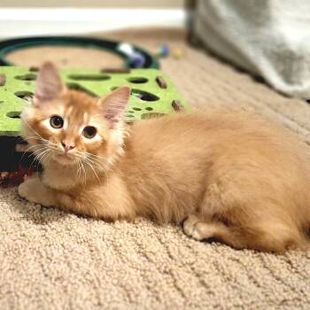 Finnick -  Domestic Medium Hair Cat for Adoption in Apex, North Carolina - Finnick | PetCurious