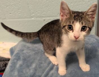 Seraphina -  Domestic Short Hair Cat for Adoption in Cape Coral, Florida - Seraphina | PetCurious