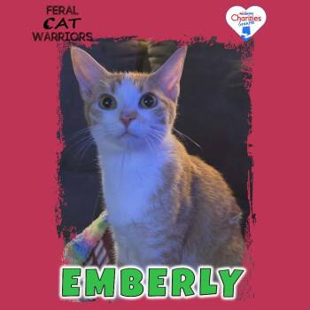 Domestic Short Hair Cats Available for Adoption - Emberly | PetCurious