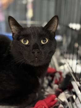 Mundial -  Domestic Short Hair Cat for Adoption in Milltown, New Jersey - Mundial | PetCurious
