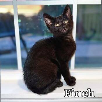 Finch - I AM AT PetSmart Framingham -  Domestic Short Hair Cat for Adoption in East Brookfield, Massachusetts - Finch - I AM AT PetSmart Framingham | PetCurious