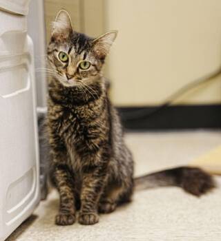 Maine Coon Cats Available for Adoption - Ruth | PetCurious