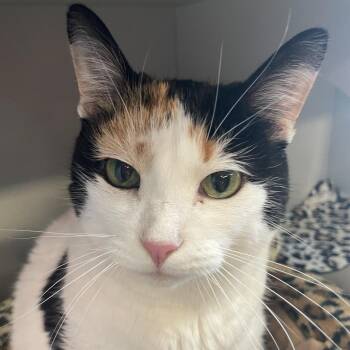 Domestic Short Hair Cats Available for Adoption - Natasha | PetCurious