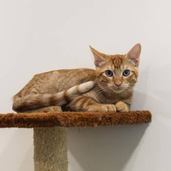 Wyatt -  Domestic Short Hair Cat for Adoption in Newport Beach, California - Wyatt | PetCurious