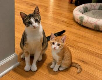 Calla Lyllie and Sunny **Courtesy Post -  Domestic Short Hair Cat for Adoption in Elmsford, New York - Calla Lyllie And Sunny **Courtesy Post | PetCurious