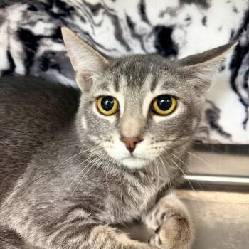 Carol -  Domestic Short Hair Cat for Adoption in Las Vegas, Nevada - Carol | PetCurious
