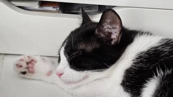 Rescue Tuxedo Cats for Adoption in Palmdale, California - DOLLY | PetCurious