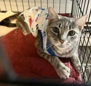 Domestic Short Hair Cats Available for Adoption in Windsor, Connecticut - Pretty Flower | PetCurious