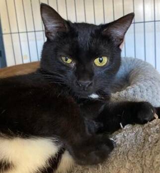 Domestic Short Hair Cats Available for Adoption - Joey | PetCurious