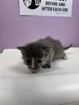 61324013 -  Domestic Short Hair Cat for Adoption in El Paso, Texas - 61324013 | PetCurious