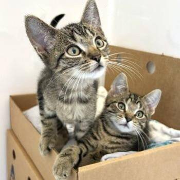 Scoot -  Domestic Short Hair Cat for Adoption - Scoot | PetCurious