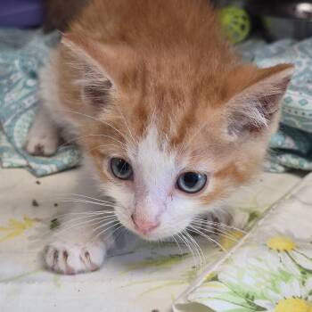 Mike -  Domestic Short Hair Cat for Adoption in Cleveland, Mississippi - Mike | PetCurious