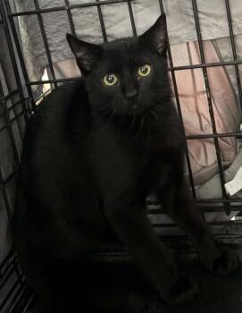 Basil -  Domestic Short Hair Cat for Adoption in Westfield, Massachusetts - Basil | PetCurious