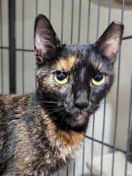 Jubilee -  Domestic Short Hair Cat for Adoption in Seven Valleys, Pennsylvania - Jubilee | PetCurious