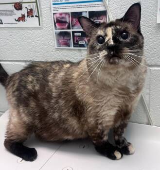 Sausage -  Domestic Short Hair Cat for Adoption in Golden, Colorado - Sausage | PetCurious