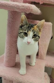 CHANTERELLE -  Domestic Short Hair Cat for Adoption in Sandusky, Ohio - CHANTERELLE | PetCurious