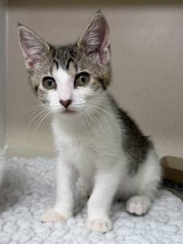 Bitty Bean -  Domestic Short Hair Cat for Adoption in Bellevue, Washington - Bitty Bean | PetCurious