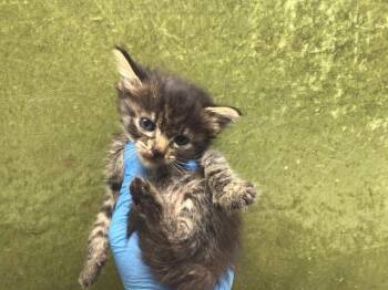 GOLDFISH -  Domestic Short Hair Cat Available for Adoption in Riverside, California - GOLDFISH | PetCurious