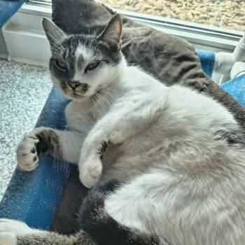 Ms. Dixon -  Domestic Short Hair Cat for Adoption in Knoxville, Tennessee - Ms. Dixon | PetCurious