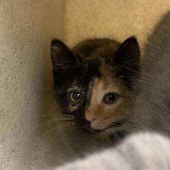 Mixer -  Domestic Short Hair Cat for Adoption in Reno, Nevada - Mixer | PetCurious