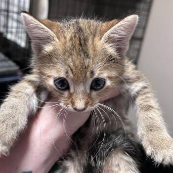 Domestic Short Hair Cats Available for Adoption in Chino Hills, California - Cayenne (C000-132) City Of Industry Location | PetCurious