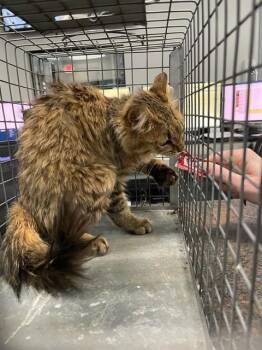 Domestic Medium Hair Cats Available for Adoption in Oklahoma City, Oklahoma - A474888 | PetCurious