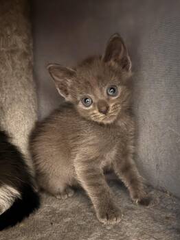 Pauly -  American Shorthair Cat for Adoption in Beach Park, Illinois - Pauly | PetCurious