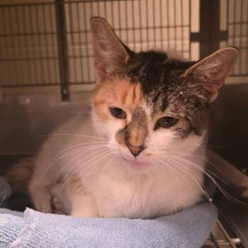 Butterscotch -  Domestic Short Hair Cat for Adoption in Bristol, Indiana - Butterscotch | PetCurious
