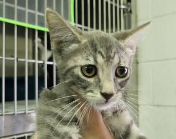 COTIJA -  Domestic Short Hair Cat for Adoption in Pensacola, Florida - COTIJA | PetCurious
