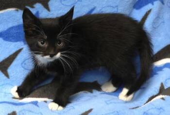 Rescue Domestic Short Hair Cats for Adoption in Thief River Falls, Minnesota - Azura | PetCurious