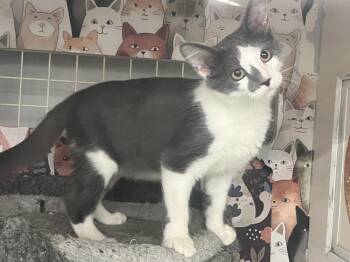 Leonard & Clarence -  Domestic Medium Hair Cat for Adoption in Acworth, Georgia - Leonard & Clarence | PetCurious
