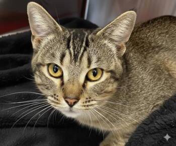 Domestic Short Hair Cats Available for Adoption - Orca | PetCurious