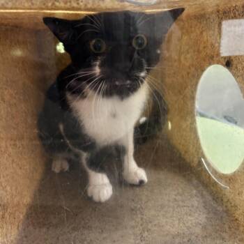 Seasmoke -  Domestic Short Hair Cat for Adoption in Philadelphia, Pennsylvania - Seasmoke | PetCurious