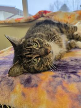 Domestic Short Hair Cats Available for Adoption - Lady May | PetCurious