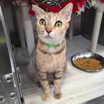 Domestic Short Hair Cats Available for Adoption in Fort Wayne, Indiana - Butterscotch | PetCurious